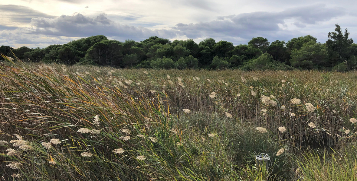 Wetland4Change Video